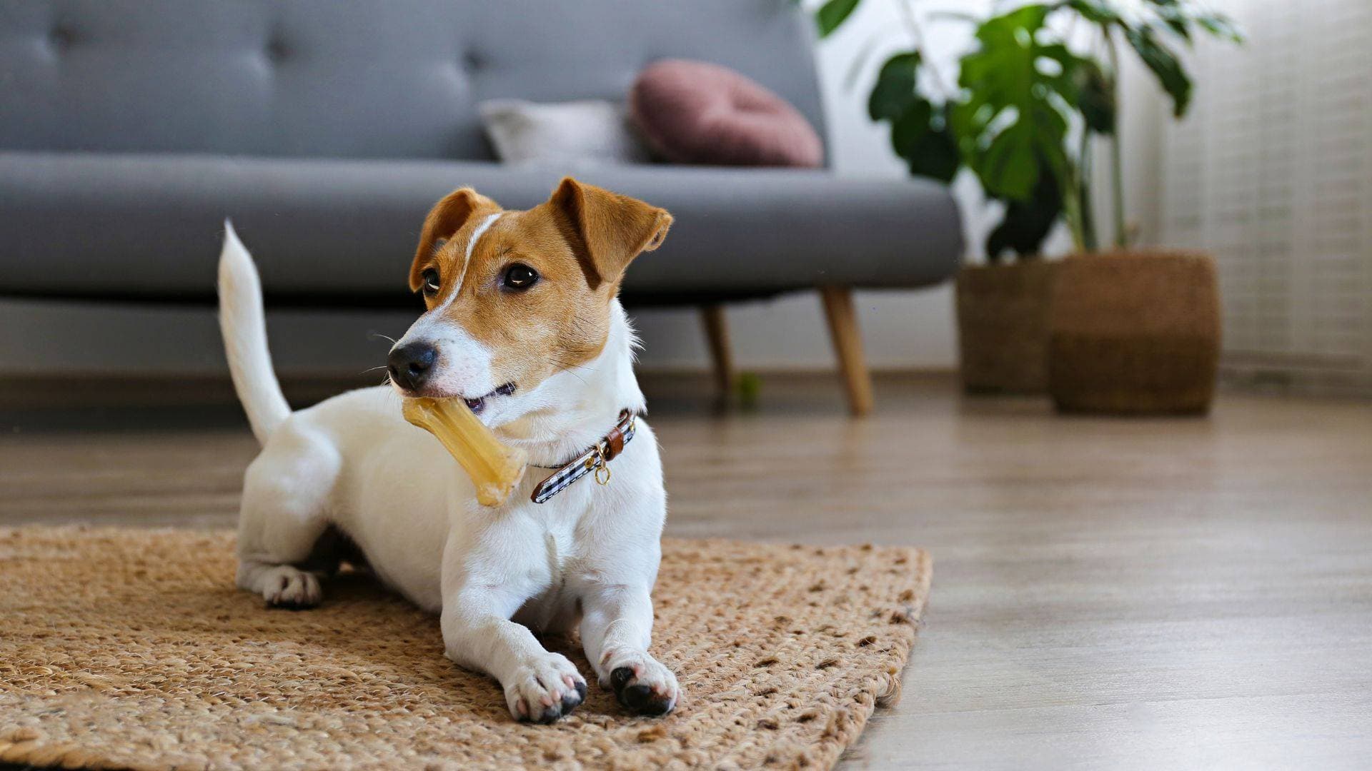 Do I have to say yes to a pet request?